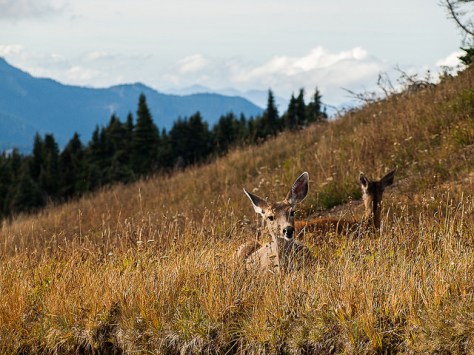 15399053295_86d0c68b1b_z