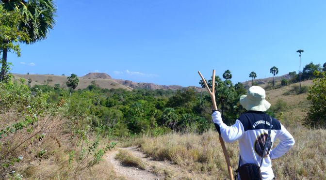 Czatowanie na smoki z Komodo