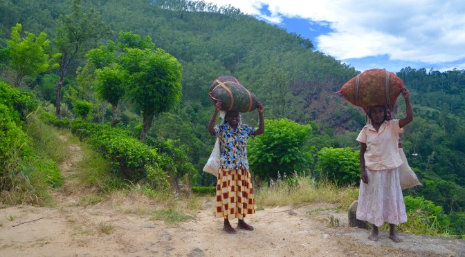 Produkcja cejlońskiej herbaty